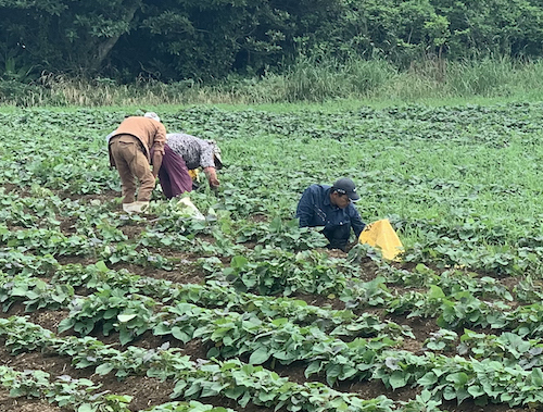 収穫までの圃場管理 収穫までの圃場管理